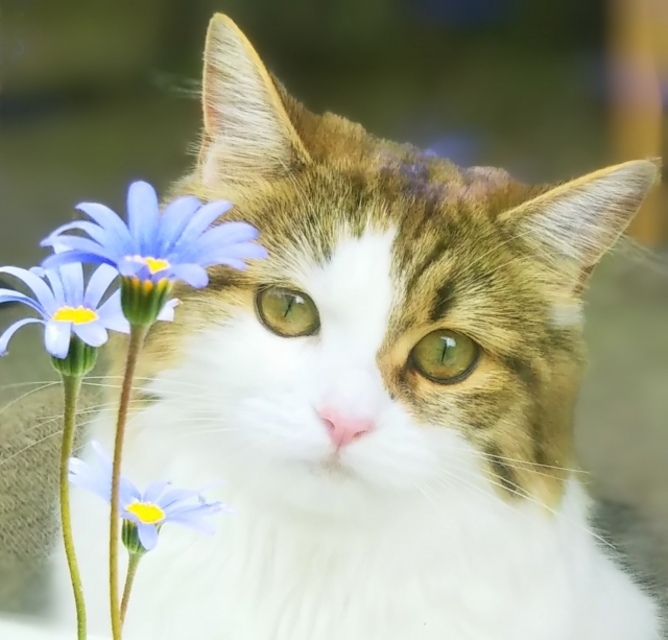 ねこ