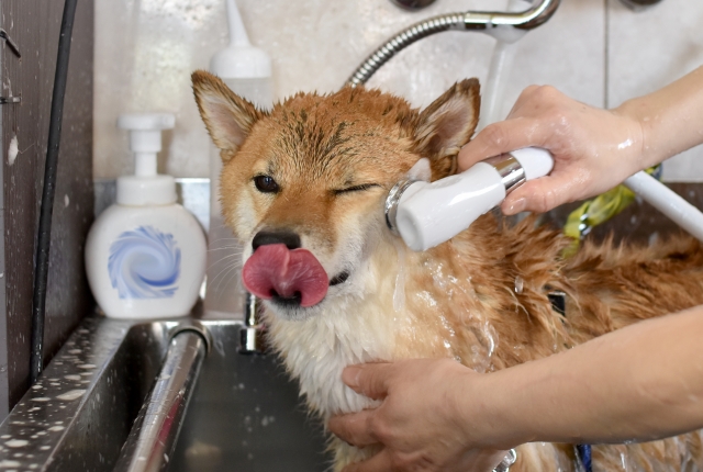 ショップ