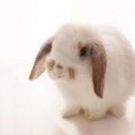 うさぎ