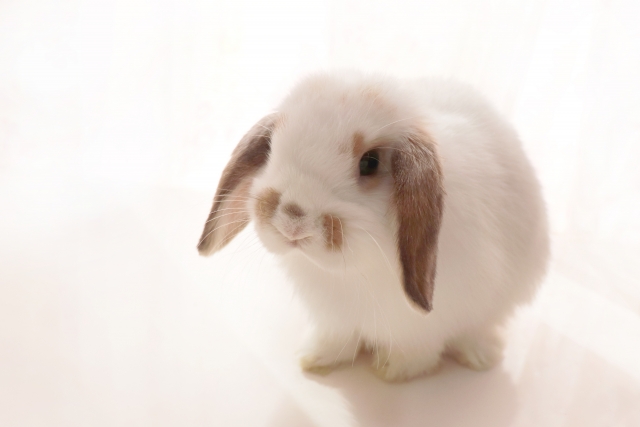 うさぎ